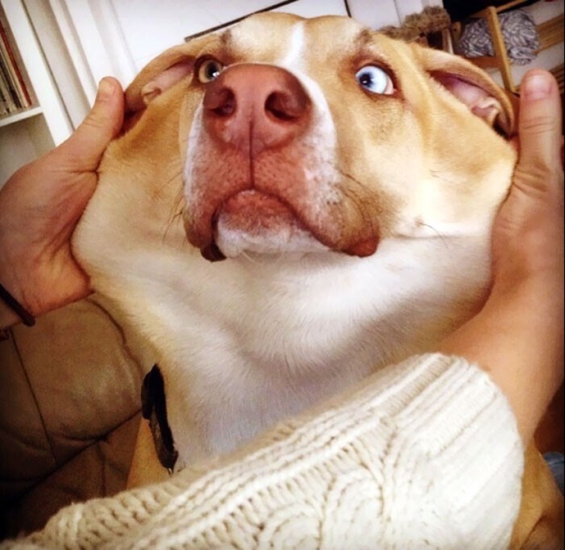 20+ de perros con las más lindas mejillas que son imposibles de no abrazar 20+ de perros con las más lindas mejillas que son imposibles de no abrazar