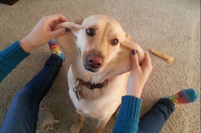 20+ de perros con las más lindas mejillas que son imposibles de no abrazar 20+ de perros con las más lindas mejillas que son imposibles de no abrazar