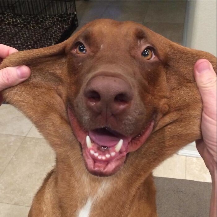 20+ de perros con las más lindas mejillas que son imposibles de no abrazar 20+ de perros con las más lindas mejillas que son imposibles de no abrazar