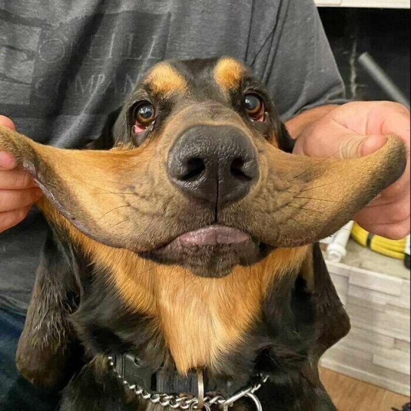 20+ de perros con las más lindas mejillas que son imposibles de no abrazar 20+ de perros con las más lindas mejillas que son imposibles de no abrazar