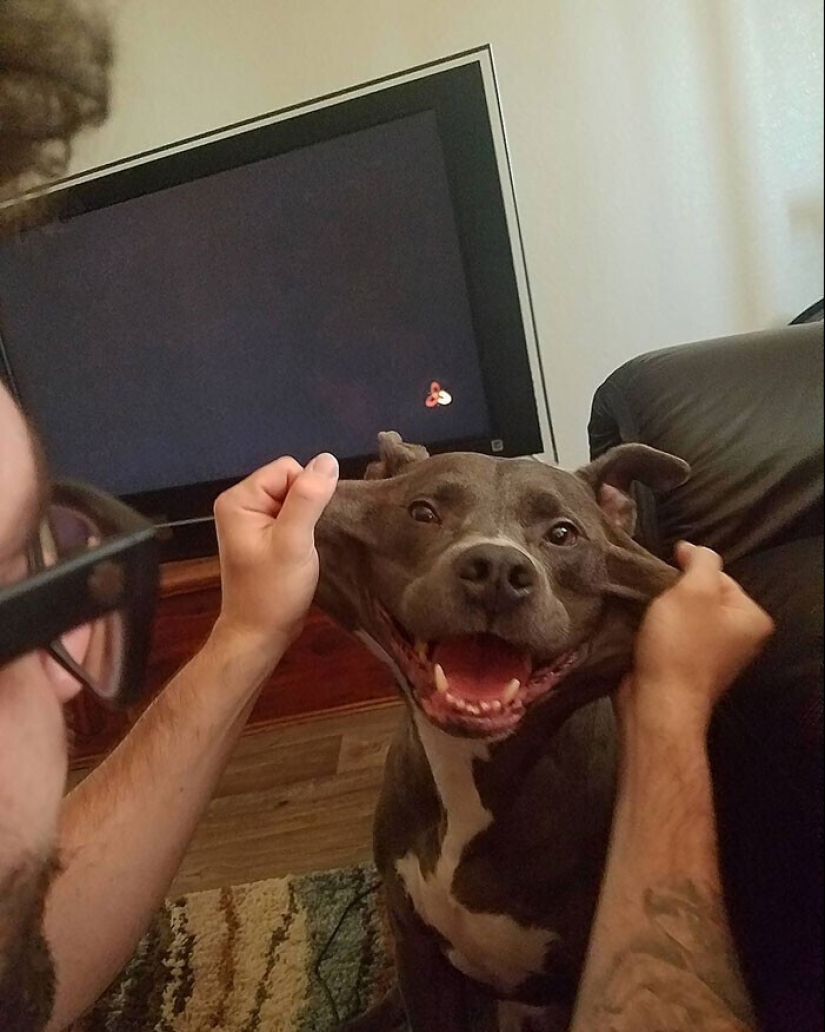 20+ de perros con las más lindas mejillas que son imposibles de no abrazar 20+ de perros con las más lindas mejillas que son imposibles de no abrazar