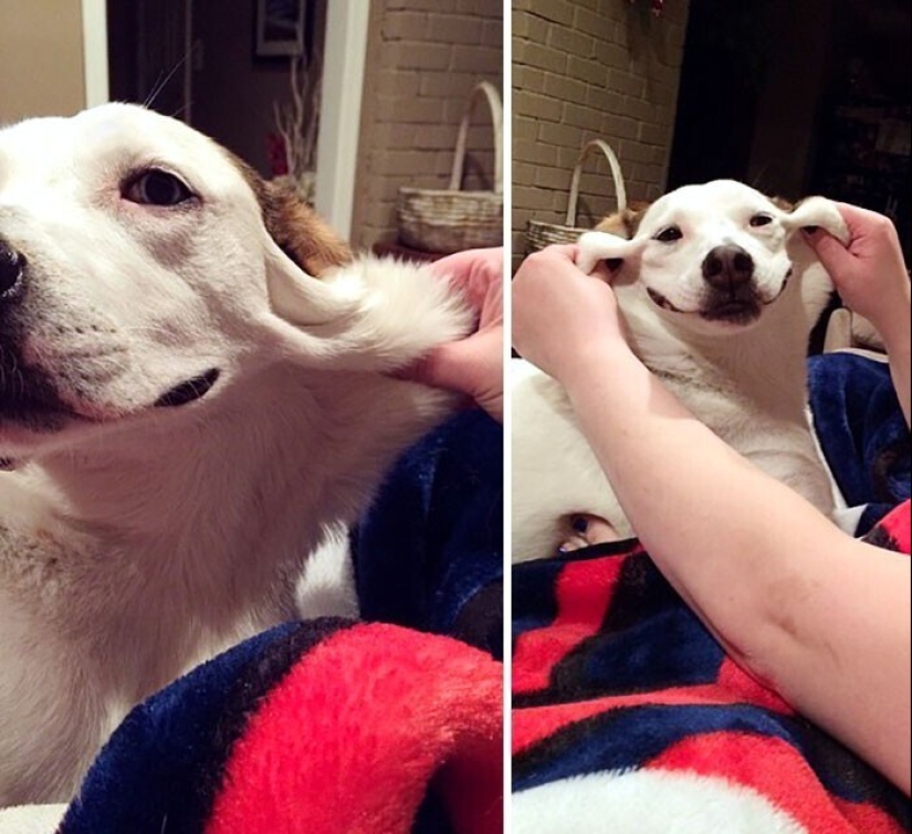 20+ de perros con las más lindas mejillas que son imposibles de no abrazar 20+ de perros con las más lindas mejillas que son imposibles de no abrazar