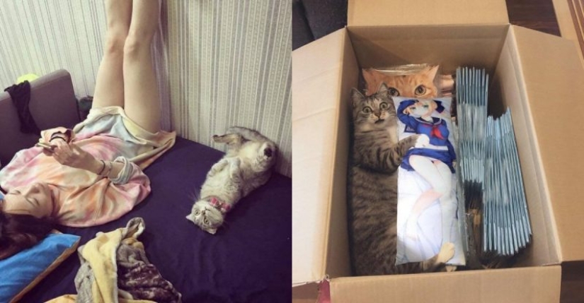 20 divertidas fotos de los gatos que te harán reír