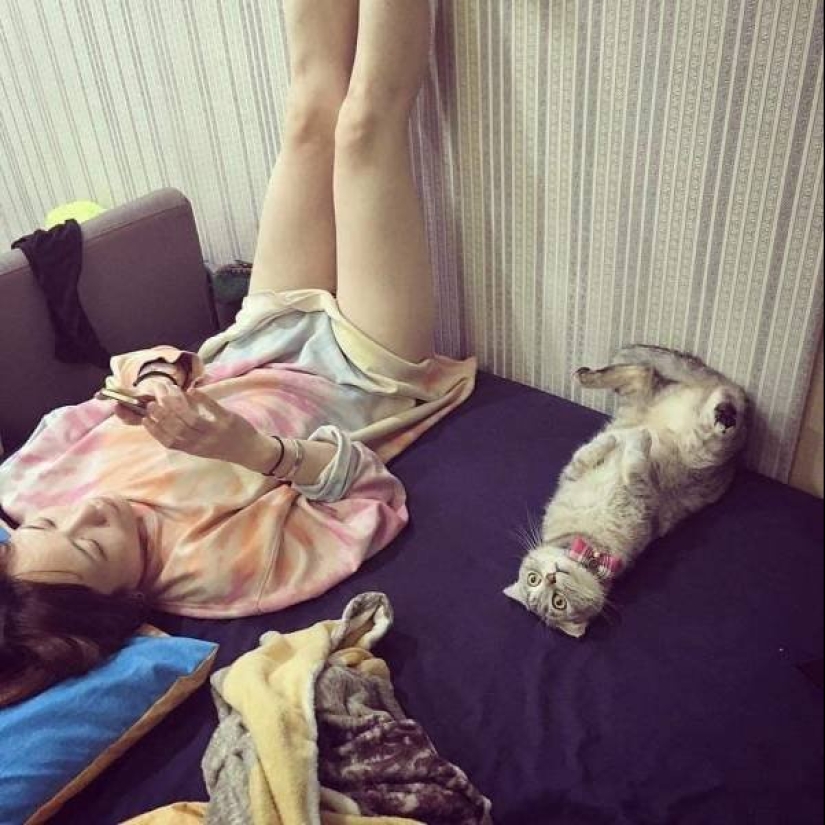 20 divertidas fotos de los gatos que te harán reír