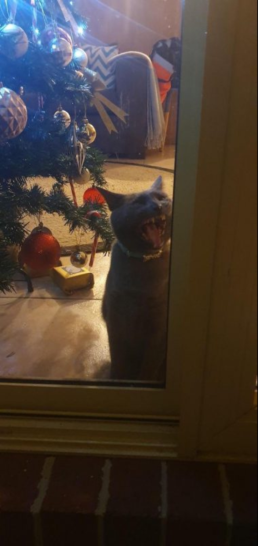 20 divertidas fotos de los gatos que te harán reír