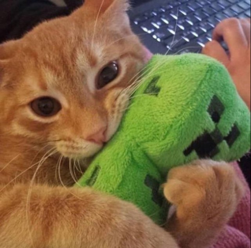 20 divertidas fotos de los gatos que te harán reír