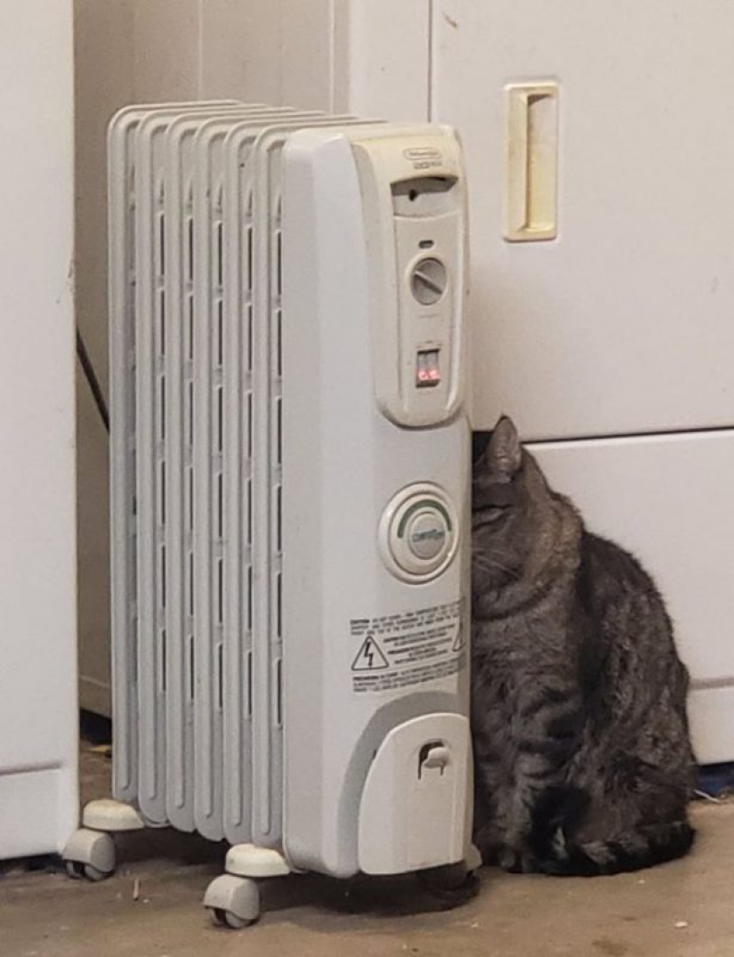 20 divertidas fotos de los gatos que te harán reír