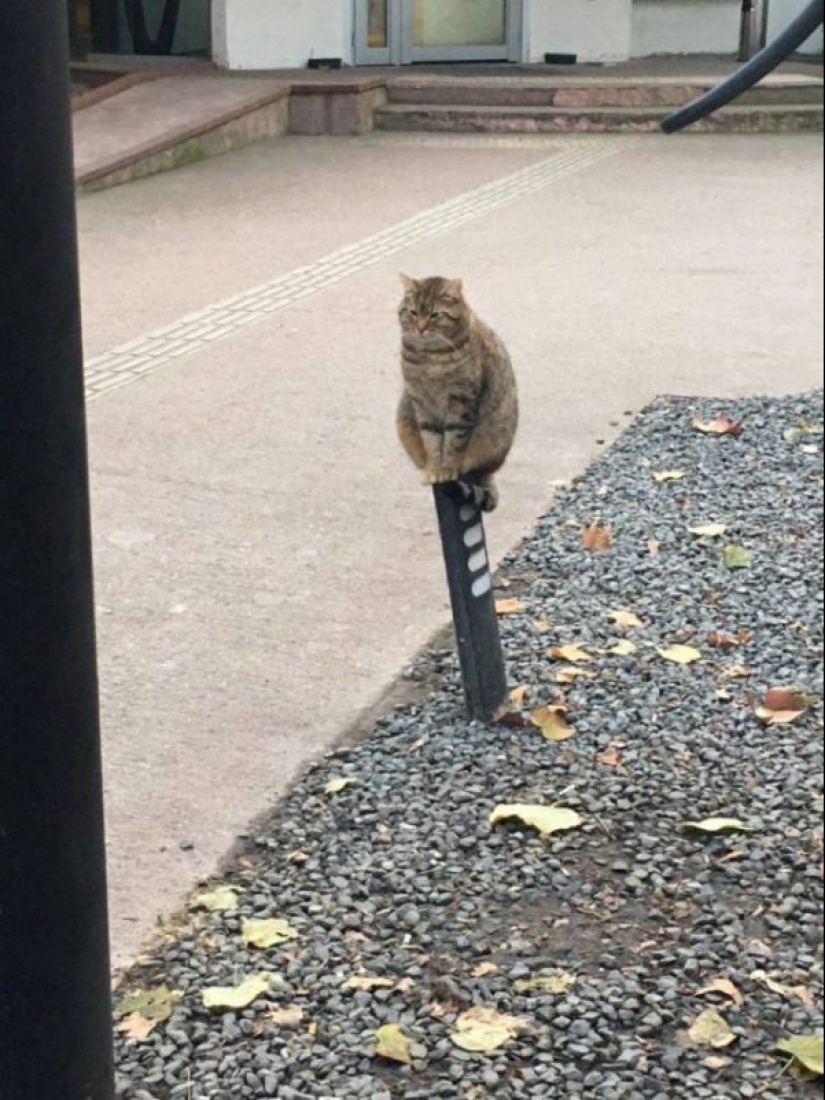 20 divertidas fotos de los gatos que te harán reír