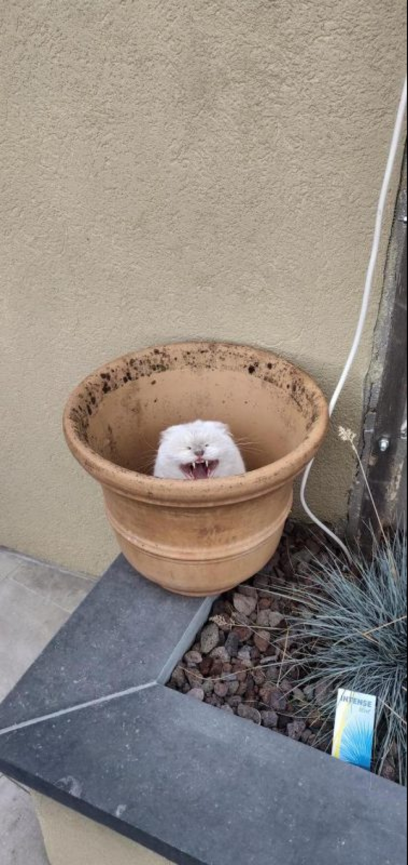 20 divertidas fotos de los gatos que te harán reír