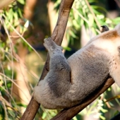 20 divertidos animalitos que se creen muy sexys