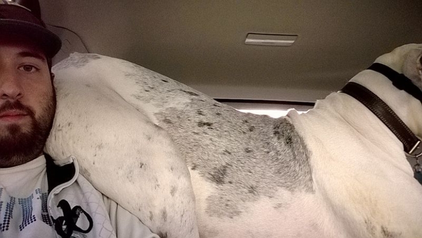 20 dogs who have no idea about personal space 20 dogs who have no idea about personal space
