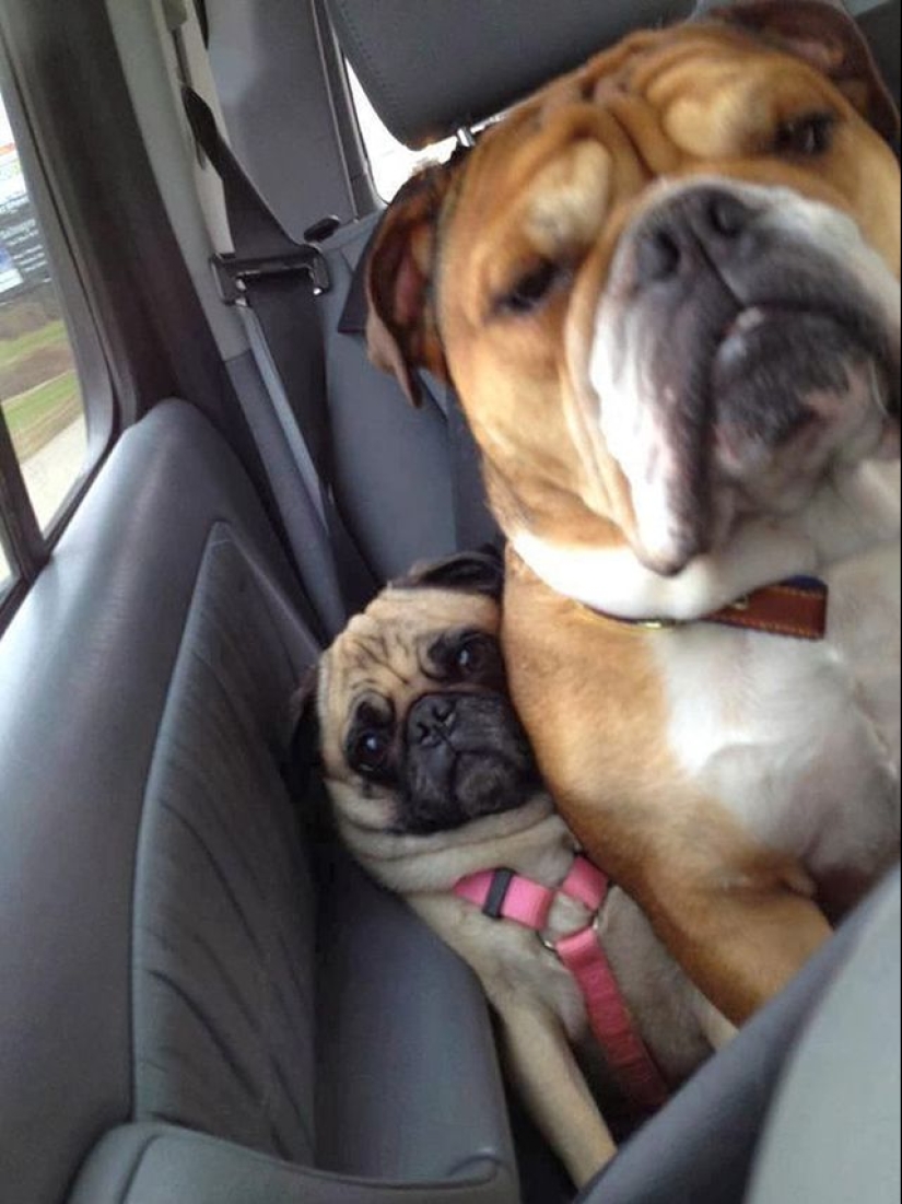 20 dogs who have no idea about personal space 20 dogs who have no idea about personal space