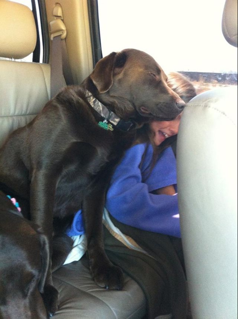 20 dogs who have no idea about personal space 20 dogs who have no idea about personal space
