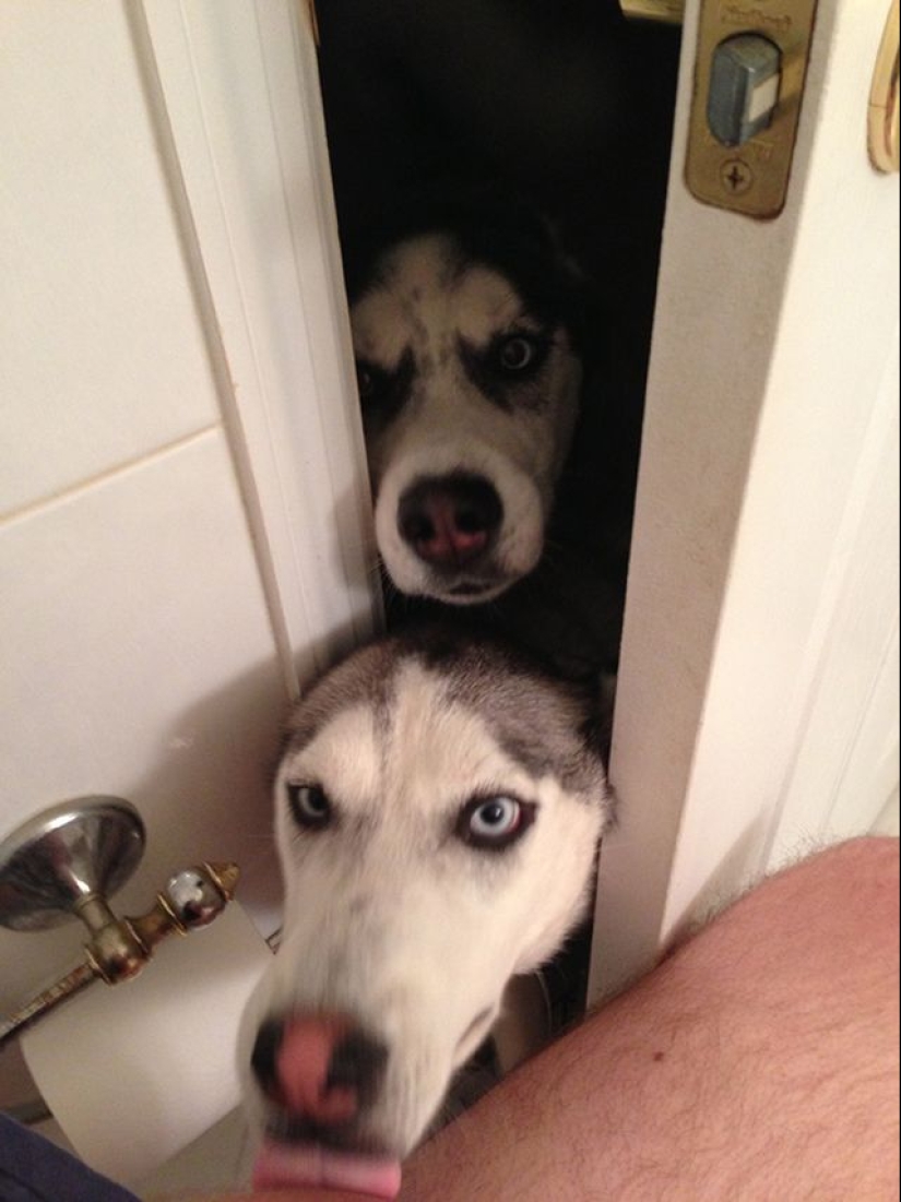 20 dogs who have no idea about personal space 20 dogs who have no idea about personal space