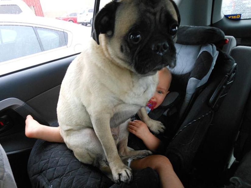 20 dogs who have no idea about personal space 20 dogs who have no idea about personal space