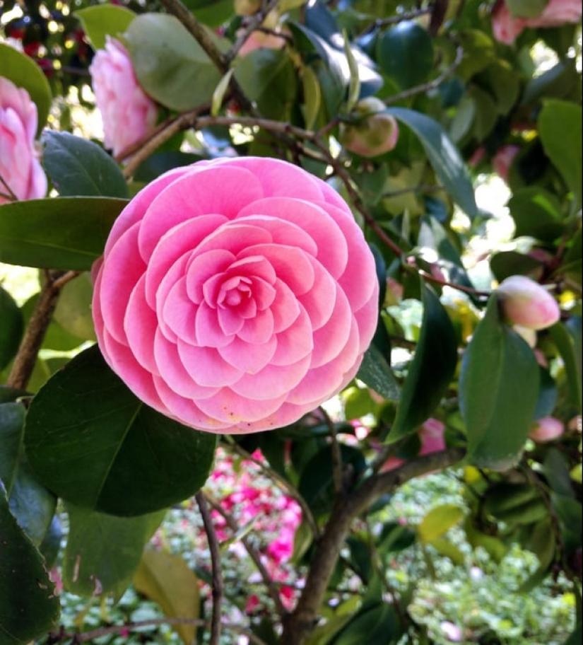 20 ejemplos ilustrativos de lo que se entiende por "una delicia visual"