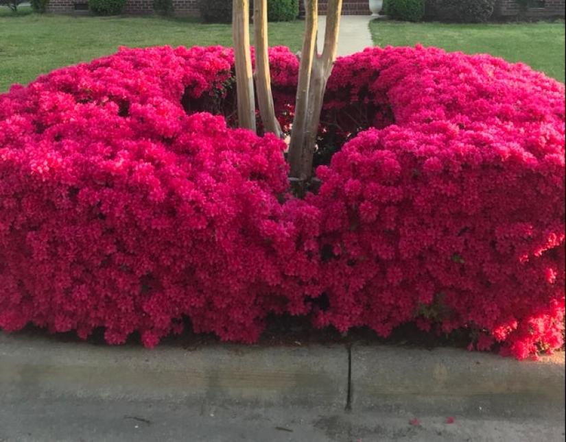 20 ejemplos ilustrativos de lo que se entiende por "una delicia visual"