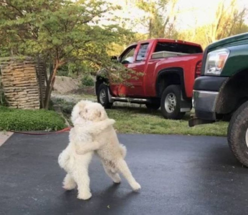 20 emocional instantáneas que se va a derretir el corazón incluso de la "galleta"