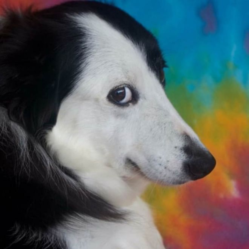 20 emotional snapshots that will melt the heart of even the "biscuit" 20 emotional snapshots that will melt the heart of even the "biscuit"