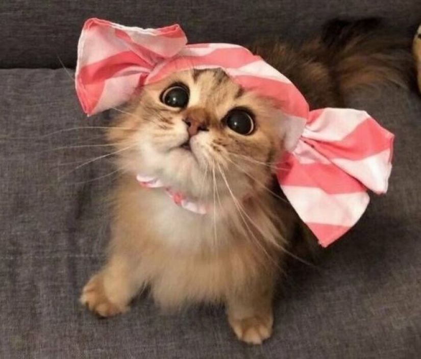 20 emotional snapshots that will melt the heart of even the "biscuit" 20 emotional snapshots that will melt the heart of even the "biscuit"