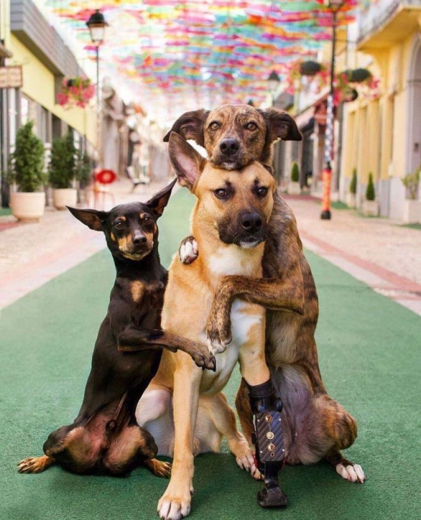 20 emotional snapshots that will melt the heart of even the "biscuit" 20 emotional snapshots that will melt the heart of even the "biscuit"