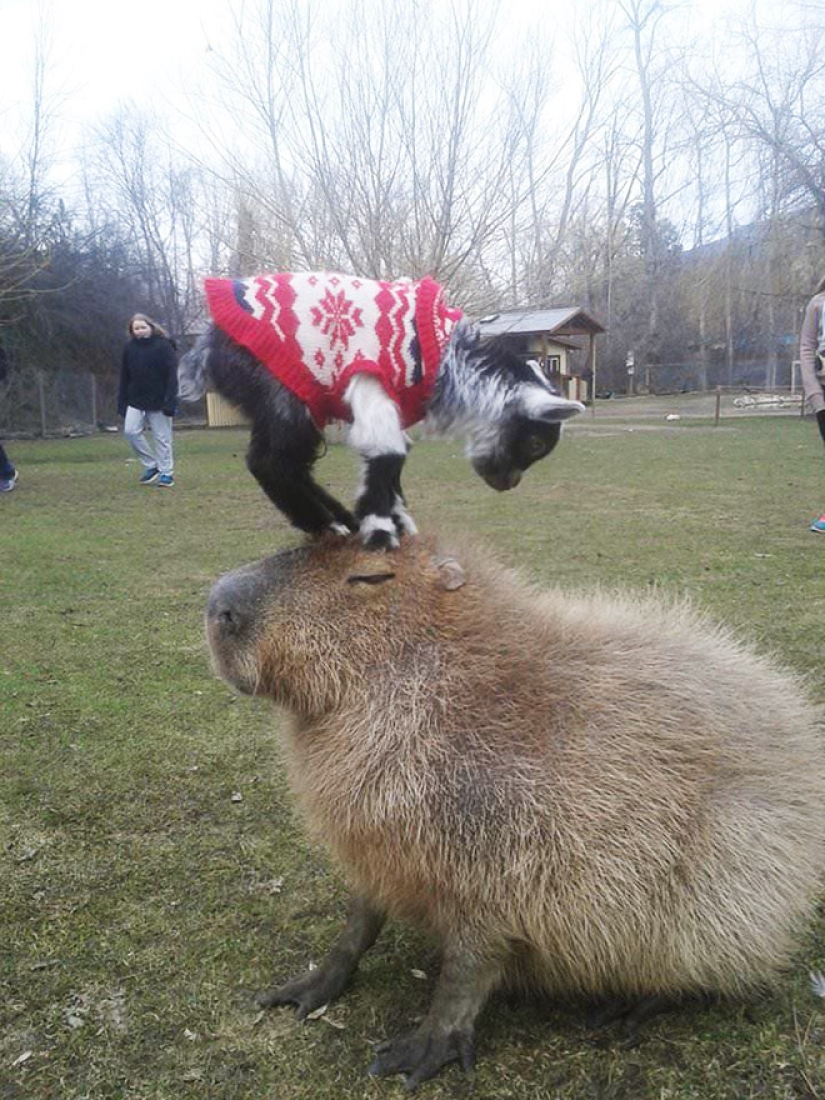 20 evidence that capybaras are the most cute and friendly animals in the world 20 evidence that capybaras are the most cute and friendly animals in the world
