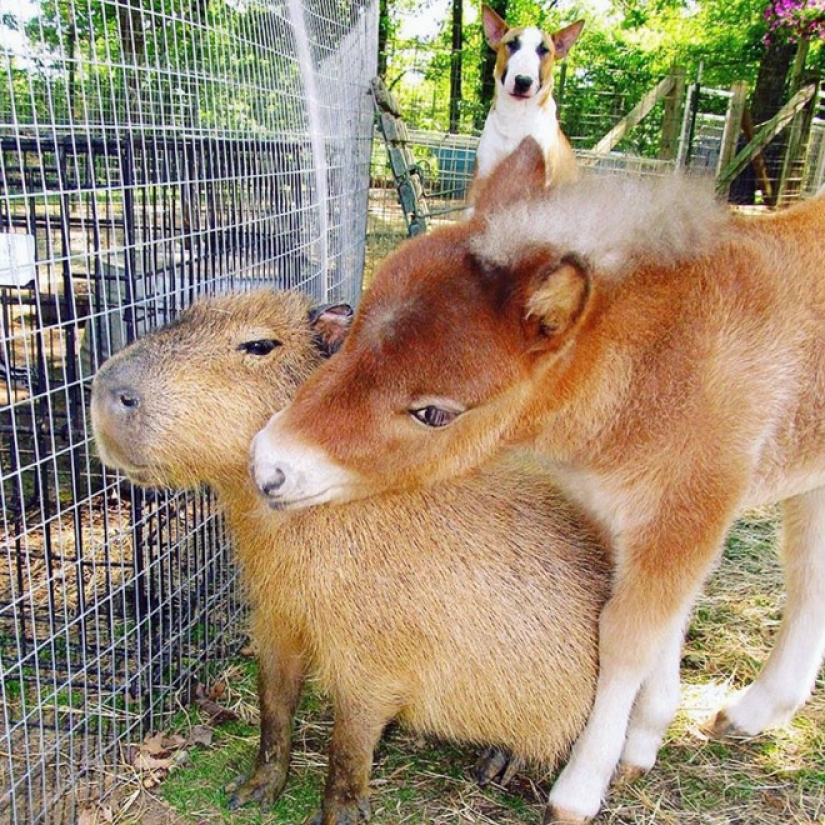 20 evidence that capybaras are the most cute and friendly animals in the world 20 evidence that capybaras are the most cute and friendly animals in the world