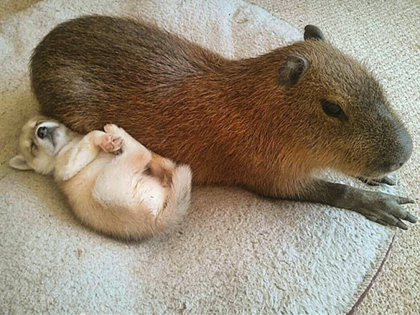 20 evidence that capybaras are the most cute and friendly animals in the world 20 evidence that capybaras are the most cute and friendly animals in the world