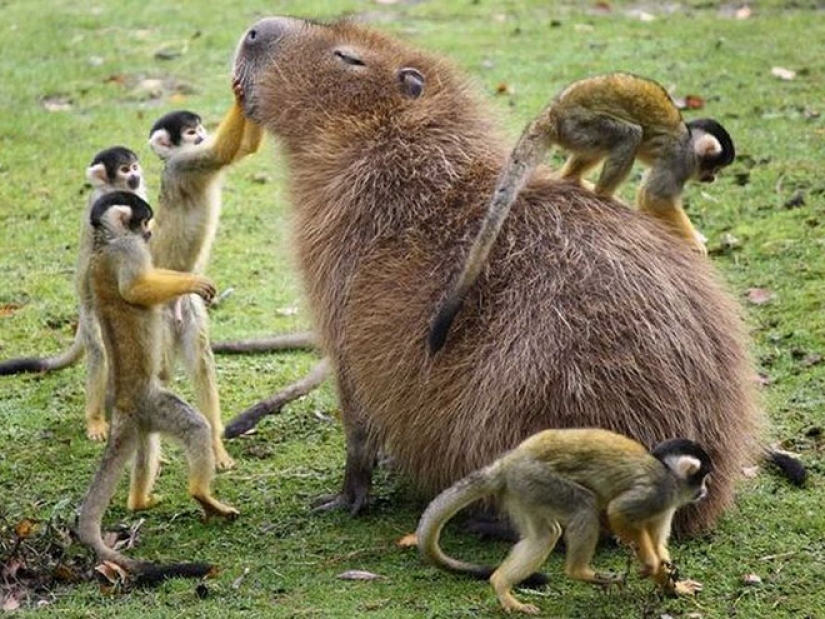 20 evidence that capybaras are the most cute and friendly animals in the world 20 evidence that capybaras are the most cute and friendly animals in the world