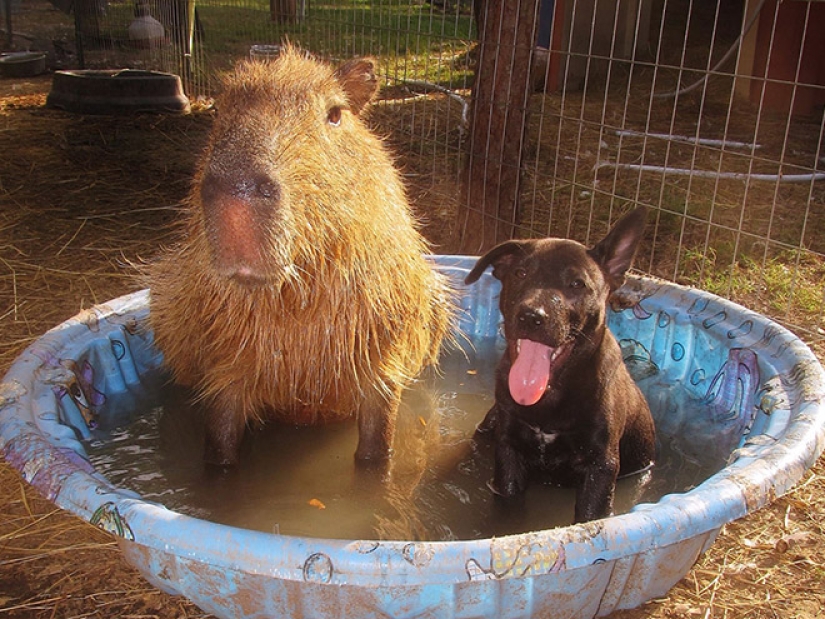 20 evidence that capybaras are the most cute and friendly animals in the world 20 evidence that capybaras are the most cute and friendly animals in the world