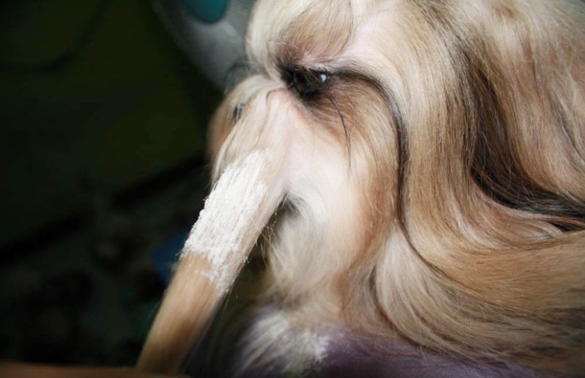 20 formas prácticas de usar almidón. ¡No tenías idea de esto! 20 formas prácticas de usar almidón. ¡No tenías idea de esto!