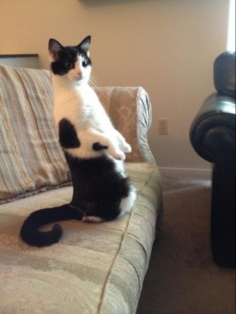 20 fotos de gatos haciendo de tontos y cosas graciosas