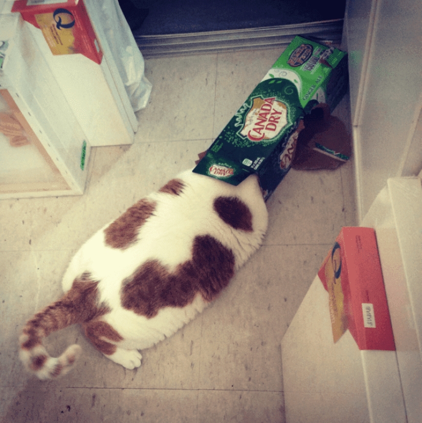 20 fotos de gatos haciendo de tontos y cosas graciosas