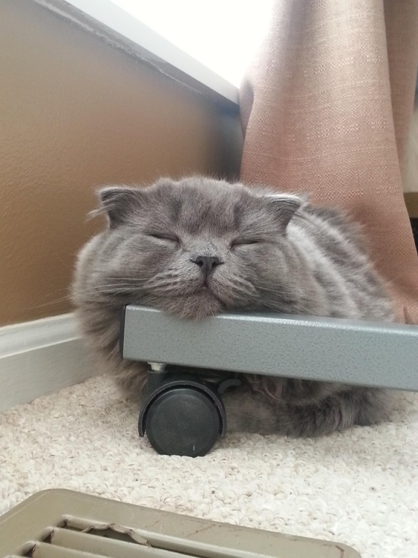 20 fotos de gatos que han alcanzado el Zen