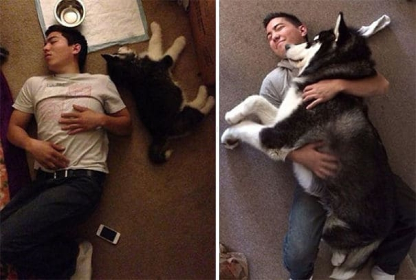 20 fotos de la encantadora Malamutes de Alaska que le levante el ánimo