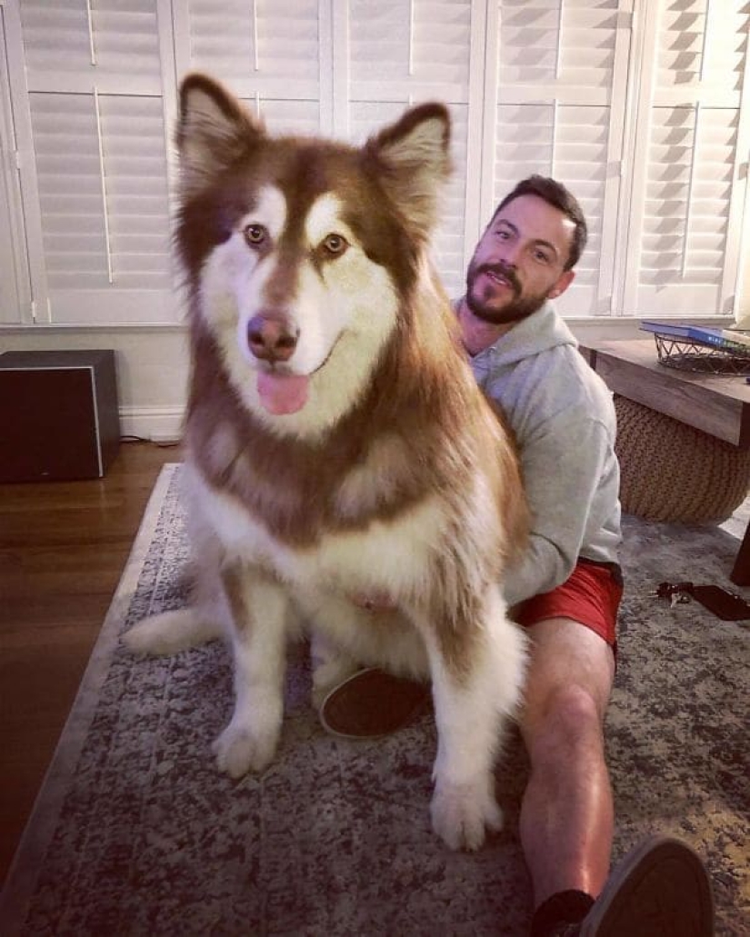 20 fotos de la encantadora Malamutes de Alaska que le levante el ánimo