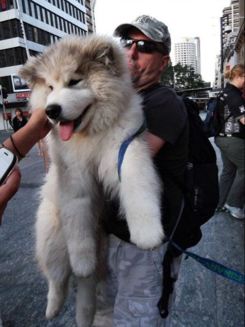20 fotos de la encantadora Malamutes de Alaska que le levante el ánimo