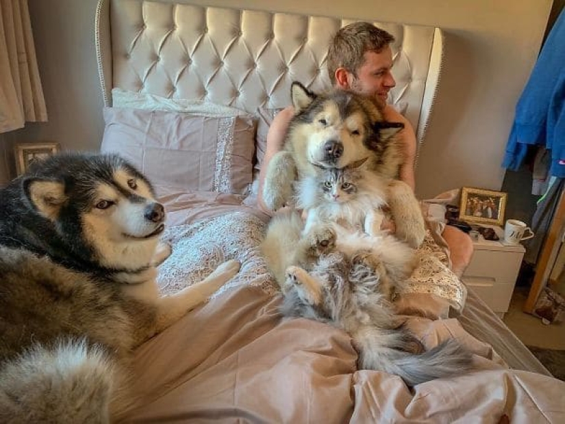 20 fotos de la encantadora Malamutes de Alaska que le levante el ánimo