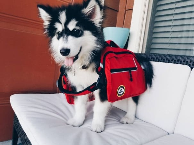 20 fotos de la encantadora Malamutes de Alaska que le levante el ánimo