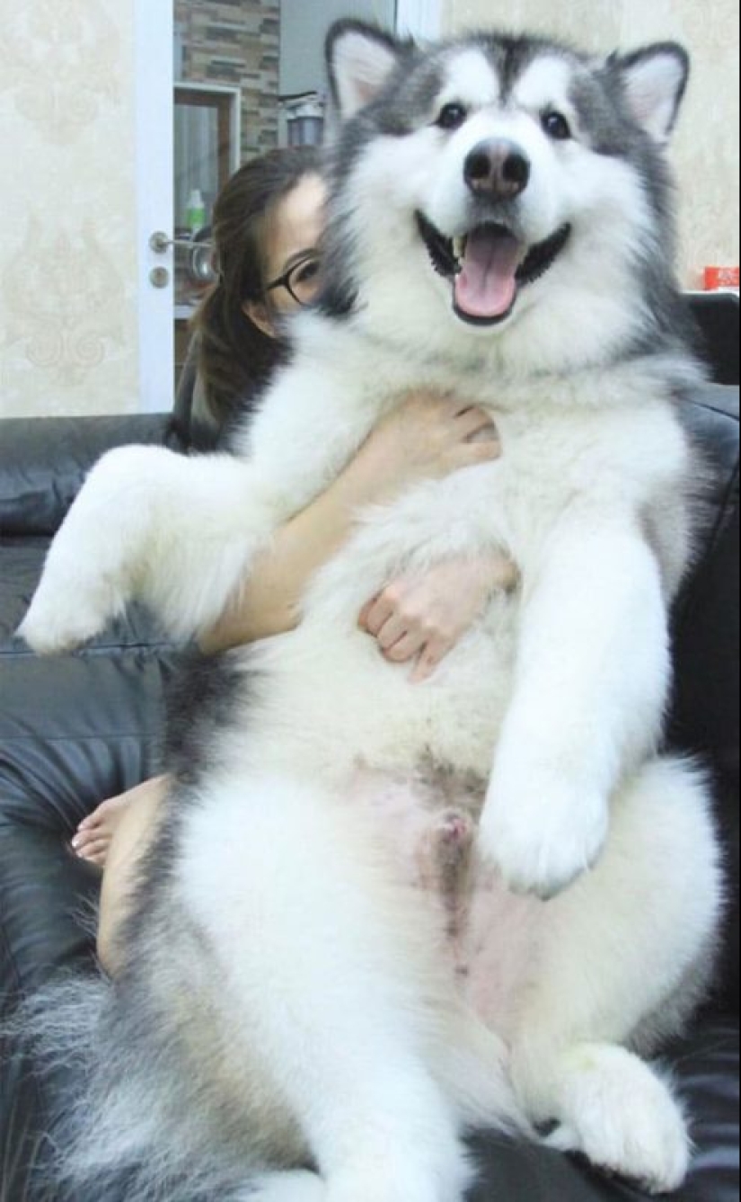 20 fotos de la encantadora Malamutes de Alaska que le levante el ánimo