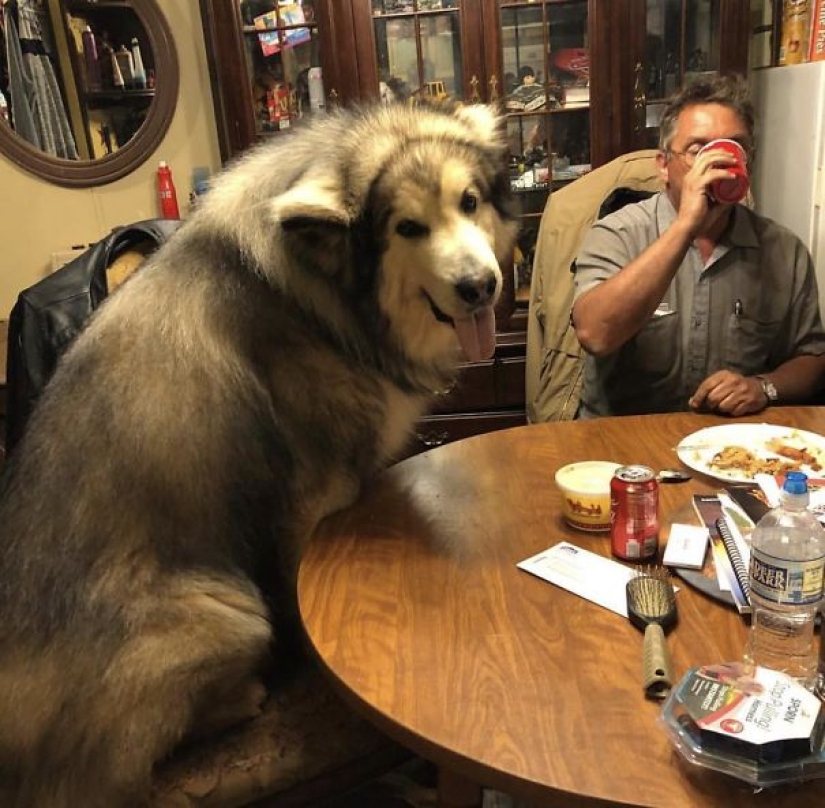 20 fotos de la encantadora Malamutes de Alaska que le levante el ánimo