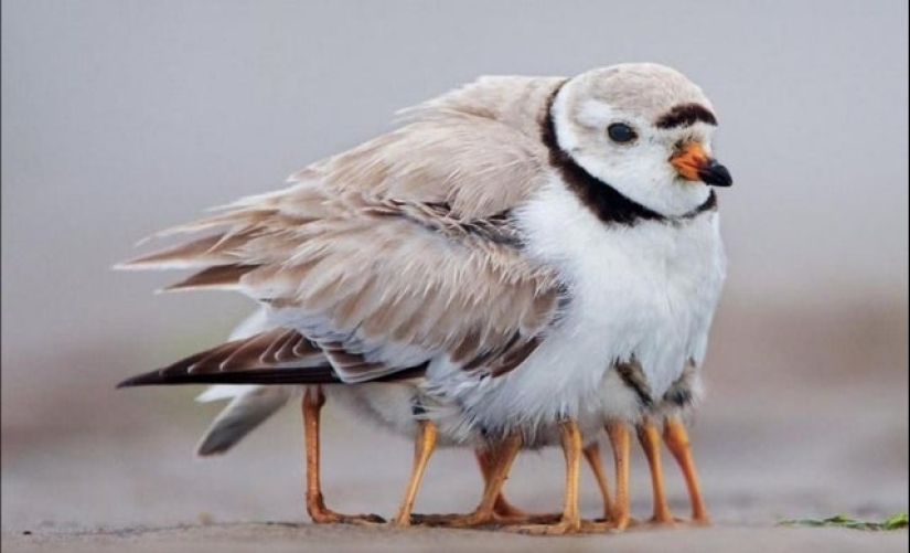 20 fotos de la serie "parecía" que sacará su cerebro 20 fotos de la serie "parecía" que sacará su cerebro