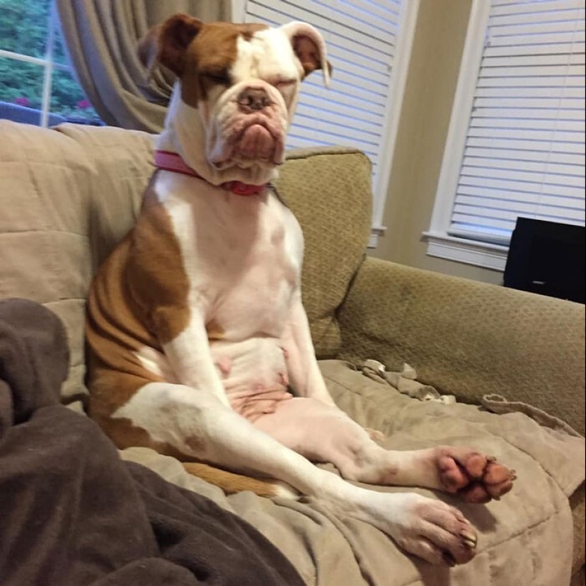 20 + fotos divertidas de perros con los que algo claramente salió mal 20 + fotos divertidas de perros con los que algo claramente salió mal