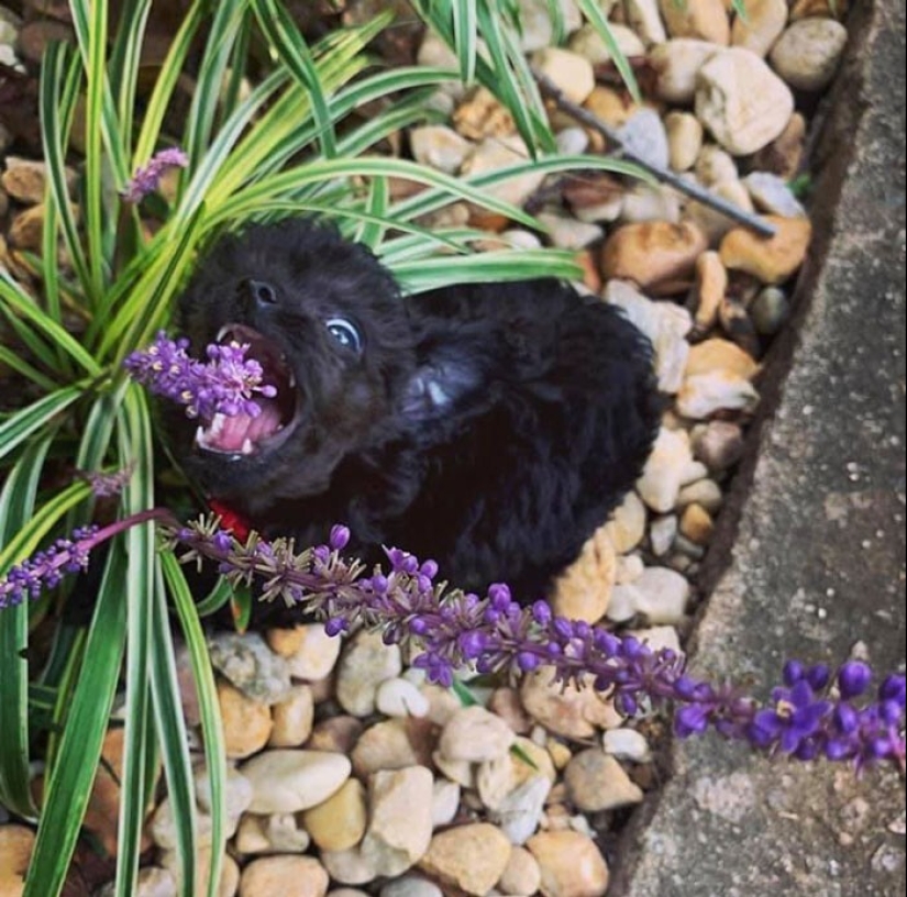 20 + fotos divertidas de perros con los que algo claramente salió mal 20 + fotos divertidas de perros con los que algo claramente salió mal