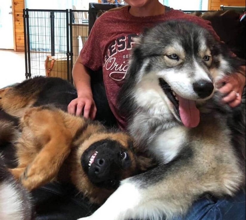 20 + fotos divertidas de perros con los que algo claramente salió mal 20 + fotos divertidas de perros con los que algo claramente salió mal