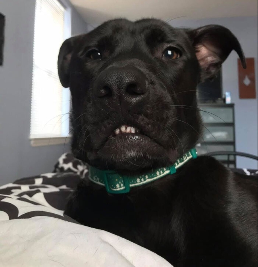 20 + fotos divertidas de perros con los que algo claramente salió mal 20 + fotos divertidas de perros con los que algo claramente salió mal