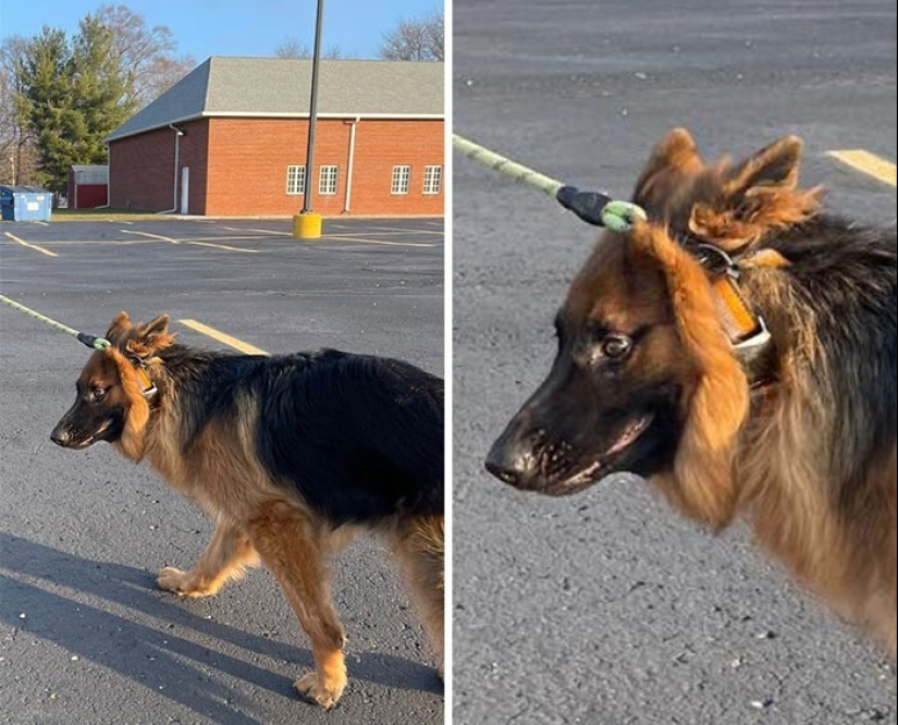 20 + fotos divertidas de perros con los que algo claramente salió mal 20 + fotos divertidas de perros con los que algo claramente salió mal