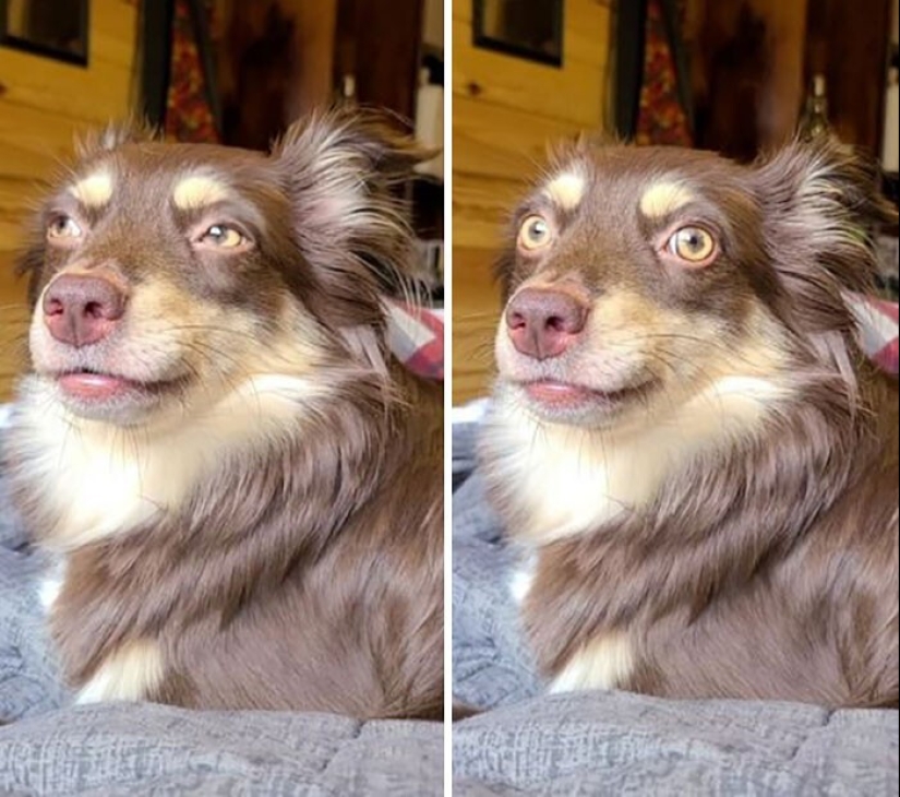 20 + fotos divertidas de perros con los que algo claramente salió mal 20 + fotos divertidas de perros con los que algo claramente salió mal