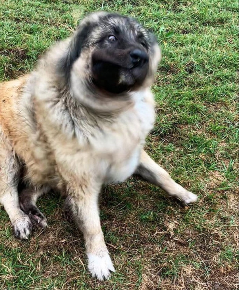 20 + fotos divertidas de perros con los que algo claramente salió mal 20 + fotos divertidas de perros con los que algo claramente salió mal