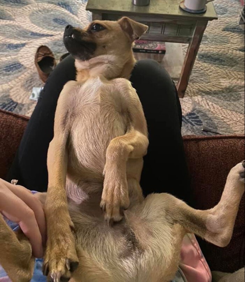 20 + fotos divertidas de perros con los que algo claramente salió mal 20 + fotos divertidas de perros con los que algo claramente salió mal